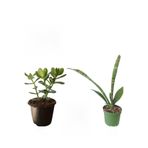 serada decor & plant 3'lü Set Para Çiçeği, Kılıç Çiçeği, Hediyelik Tül