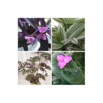 Serada Decor & Plant 4 Çeşit Tradescantia Telgraf Çiçeği, 5-15 cm, Tüplü Çiçekli Bodur Bitkiler
