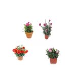 Serada Decor & Plant 4'lü Karanfil Seti, Kırmızı-Pembe Çiçekli Dış Mekan Bitkisi, 10-20 cm