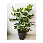 serada decor & plant 5 Parmak Şeflera Çiçeği Çift Dallı, 80-100 cm, Saksılı İç Mekan Bitkisi