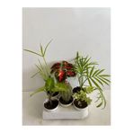 Serada Decor & Plant 6'lı Bitki Seti, Melek Kanadı, Japon Şemsiyesi, Kaktüs, Yaprak Güzeli, Hedera, Areka
