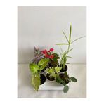 serada decor & plant 6'Lı Mini Bitki Seti Melek Kanadı+Aşkın Göz Yaşı+Hedera+Kırmızı Milli Dikenler+Pilea+Japon Şemsiyesi