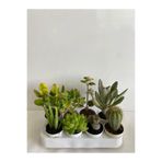 Serada Decor & Plant 8'li Bitki Seti, Aloe Vera, Para Bitkisi, Sukulent, Taşı Kaktüs, Kokulu Benjamin, Kaktüs, Ayı Pençesi