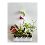 Serada Decor & Plant 8'li Bitki Seti, Kırmızı Begonvil, Yaprak Güzeli, Para, Hedera, Japon Şemsiyesi, Areka