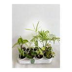 Serada Decor & Plant 8'li Mini Bitki Seti, Melek Kanadı, Aloe Vera, Pilea, Kurdele Bitkisi, Hedera, Japon Şemsiyesi, Areka, Yeşim