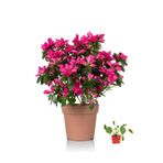 Serada Decor & Plant Açelya Çiçeği, 20-30 cm, Pilea Çiçeği Hediyeli, 1 Adet