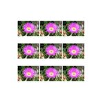 Serada Decor & Plant Acem Halısı Çiçeği, 10'lu Set, 5-10 cm Tüplü, Mesembryanthemum, Magenta
