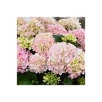 serada decor & plant Açık Pembe Ortanca Çiçeği Fidanı, 35-50 cm, Saksılı, Hydrangea