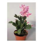 serada decor & plant Açık Pembe Schlumbergera Truncata Yılbaşı Çiçeği, 10-15 cm, 1 Adet