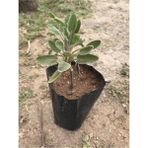 Serada Decor Plant Adaçayı Fidanı Fidesi Tüplü 15-25 cm (1 Adet)