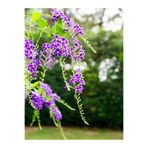 serada decor & plant Ağaç Menekşesi Fidanı, Duranta Erecta, 50-60 cm, Tüplü, Çok Renkli