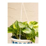 Serada Decor & Plant Alacalı Pothos Salon Sarmaşığı, Mini Saksılı, 10-30 cm, İç Mekan Bitkisi