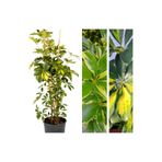 serada decor & plant Alacalı Şeflera Çiçeği, 50-70 cm, Saksılı, İç Mekan Bitki, Schefflera