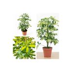 Serada Decor & Plant Alacalı Şeflera Çiçeği, 50-70 cm, Saksılı, İç Mekan Bitki