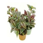 serada decor & plant Alacalı Yeşil Renk Telgraf Çiçeği, 3 Adet Saksılı, Mini Boy