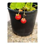 Serada Decor & Plant Albion Çilek Fidesi, Saksılı, Bol Verimli, Soğuğa Dayanıklı