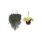 Serada Decor & Plant Altın Kolyesi Çiçeği, Sarı Petunya Çiçeği, Dekoratif Taş 3'lü Peyzaj Seti