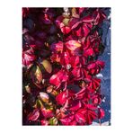 serada decor & plant Amerikan Sarmaşığı Çiçeği Fidanı, 80-90 cm, Saksılı, Çok Renkli, Dış Mekan Sarmaşık Virginia