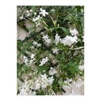 Serada Decor & Plant Arap Yasemini Beyaz Çiçekli, 100-150 cm, Saksılı Dış Mekan Bitkisi