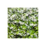 Serada Decor & Plant Arap Yasemini, Ful Çiçeği, 80+ cm, Çok Renkli