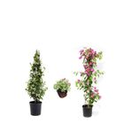 Serada Decor & Plant Arap Yasemini, Pembe Begonvil, Mezem Çiçeği Hediyeli, Çok Renkli, 50-80 cm