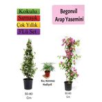 Serada Decor & Plant Arap Yasemini, Pembe Begonvil, Tül Çiçeği Hediyeli, 50-80 cm, Çok Renkli