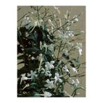serada decor & plant Arap Yasemini Yasemin Fidanı, 40-60 cm, Saksılı, Çok Renkli