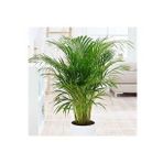 Serada Decor Plant Areka Palmiyesi 85-105 Cm Arası Formlu İç Mekan ve Salon Bitkisi