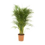 Serada Decor & Plant Areka Salon Palmiyesi, 90-105 cm, Yeşil
