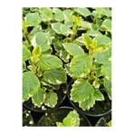 serada decor & plant Aromatik Kokulu Benjamin Çiçeği, Plectranthus Forsteri, 1 Adet Saksılı, 10-20 cm, Yeşil