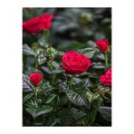 serada decor & plant Aşılı Gül Fidanı, Kırmızı Renk, 30-40 cm, 1 Adet