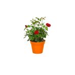 serada decor & plant Aşılı Gül Fidanı, Kokulu Kırmızı, 40-65 cm, Saksılı
