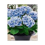 Serada Decor Plant Aşılı Tüplü Ebruli Mavi Ortanca Çiçeği Fidanı