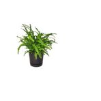 Serada Decor & Plant Aşk Merdiveni Çiçeği, Sukulent Hediyeli, Hediyelik Set