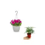 Serada Decor & Plant Askılı Pembe Petunya Çiçeği, Tül Kuşkonmaz Hediyeli