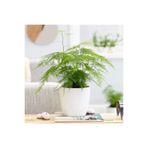 Serada Decor & Plant Asparagus Salon Bitkisi, Beyaz Saksı, İç Mekan Bitkisi
