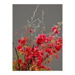 serada decor & plant Bahar Dalı Ağacı Fidanı, 40-80 cm, Tüplü Dış Mekan Ağaç Süs Bitkisi, Japon Ayvası, Kırmızı