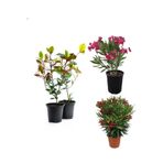 Serada Decor & Plant Bahçe Peyzaj Seti, 2 Adet Alev Çalısı + 2 Adet Pembe ve Kırmızı Zakkum Çiçeği, 40-50 cm
