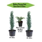 serada decor & plant Bahçe Peyzaj Seti, 2 Adet Kara Servi Fidanı 40-50cm, Hediye Mini Leylandi Fidanı 15-25cm