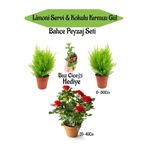 serada decor & plant Bahçe Peyzaj Seti, 2 Adet Limoni Servi Çamı, 1 Adet Kırmızı Gül, Buz Çiçeği Hediye