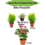 Serada Decor Plant Bahçe Seti 2 Adet Limon Servi Çamı+1 Adet Pembe Gül+Hediye Mezem Çiçeği
