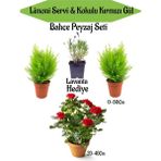 Serada Decor Plant Bahçe Seti 2 Adet Limoni Servi Fidanı+ 1 Adet Kırmızı Gül Fidanı+Hediye Lavanta