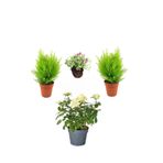 Serada Decor Plant Bahçe Seti 2 Adet Limoni Servi Fidanı+1 Adet Beyaz Gül Fidanı+Hediye Mezem Çiçeği