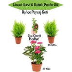 Serada Decor Plant Bahçe Seti 2 Adet Limoni Servi+1 Adet Pembe Gül Fidanı+Hediye Buz Çiçeği
