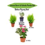 Serada Decor Plant Bahçe Seti 2 Adet Limoni Servi+1 Adet Pembe Gül Fidanı+Hediye Lavanta