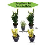 serada decor & plant Bahçe Seti, 2 Adet Yeşil Taflan + 2 Adet Sarı Taflan Fidanı, 30-40 cm, Hediye Mezem Çiçeği
