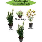 Serada Decor Plant Bahçe Seti 2 Adet Yeşil Taflan+1 Adet Alev Çalısı + Hediye Mezem Çiçeği