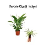 Serada Decor & Plant Barış Çiçeği, Beyaz, Hediyelik Kurdele Çiçeği