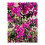 Serada Decor & Plant Begonvil Çiçeği, 40-60 cm, Saksılı, Mor