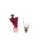 Serada Decor & Plant Begonvil + Gaura Çiçeği 2'li Set, Dış Mekan Bitkisi, Çok Renkli